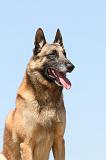 MALINOIS 723